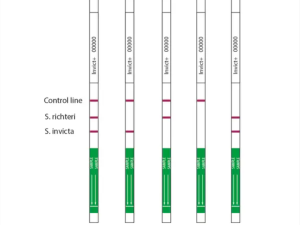 ISK69800/0010 InvictDetect™ Plus ImmunoStrip® Экспресс тест для идентификации красного огненного муравья Solenopsis invicta (Soli2), черного муравья Solenopsis richteri (Solr2)
